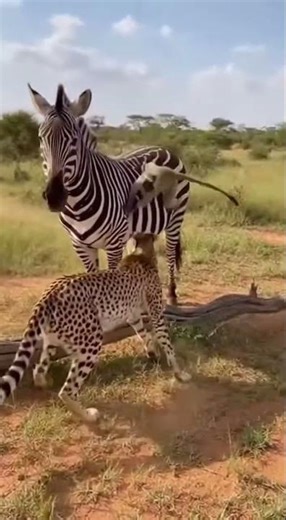 Monkey Escapes Cheetah by Jumping on a Zebra