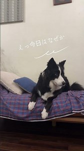 えっ、今日はなぜかバレーボール😂🐶Wait… Why Are We Playing Volleyball Today? 😂🐶
