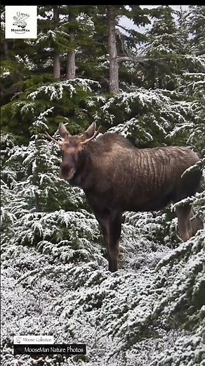 Massive Moose with HUGE Antlers Roams Snowy Forest! #wildlife #moose #alaska