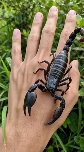 The Scariest Scorpion I’ve Ever Encountered! 🦂😱