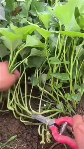 How to Harvest Sweet Potato Leaves & Slips 🍠🌿