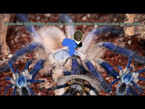 Socotra Island Blue Baboon Tarantulas 101 | Identification, Behavior, Care & Set-Up Guide