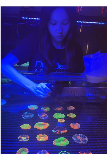 🍴Feeding time🍴 I'm feeding ReefServe Malaysia coral food 😋 look how happy they are 😛 P.S. Watch until the end 😚 #NewOasis #noa #scolymia #reef #reeftank