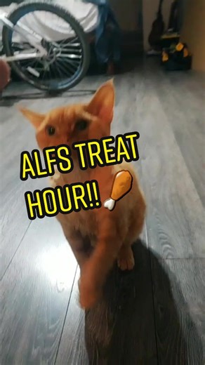 Alf's Treat Hour ! 🍗 #Treats #Cats #TikTokCats #Pets #Chat #Minou #Gato #Devonrex #Alfans