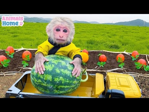 🔴 BiBi Animals Home Live 24/7 | Monkey Baby BiBi Goes fishing and plays with Ducklings and Puppies