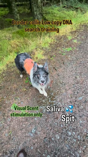 BMBC k9 (Saul) on Instagram: "saul is trained on all low copy DNA sources in the human body… he’s trained on micro scent particles in water… check out his other videos on here and you will see what I mean.. He’s training on saliva and urine at the moment for the Detection of Cancer is said human fluids, His ability to pick up VOCs is exceptional and he can detect a single droplet of saliva in a large puddle of water … or a spittle in a larger volume of water like this forest fire dam… he can als