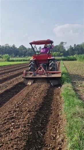 Smart techniques for installing plastic mulch - Agriculture farming #shorts