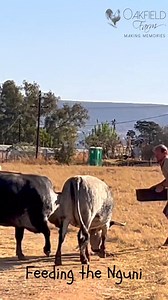 1K views · 17 reactions | Oakfield Farm isn't just a name—it's who we...