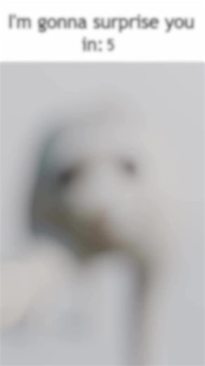 @copycat_th | #animation #blender #funny #meme #3d #cat | Instagram