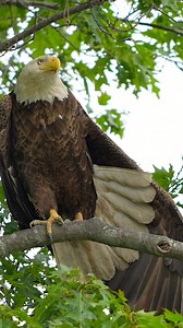 Bald eagle stretching….#Sony #sonyalpha #sonyphotography #sonyprousa #natgeo #natgeoyourshot #natgeowild #eagles #baldeagles #usa #birdsofprey #predator #birds #wildlife #wildlifephotography #natgeowildlife #birdsofinstagram #birdwatching #wildanimals #wildlifeplanet #naturelovers #naturephotography #bbcearth #natgeowildlife #wildlifeconservation | Mike J Dukarm