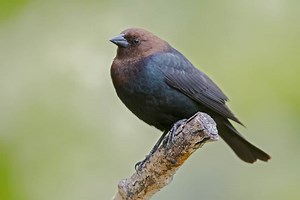 Brown Headed Cowbird