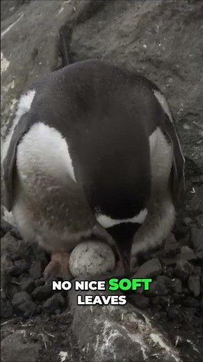 Gentoo Penguins: Rock-Stealing Masters of the Cliffs!