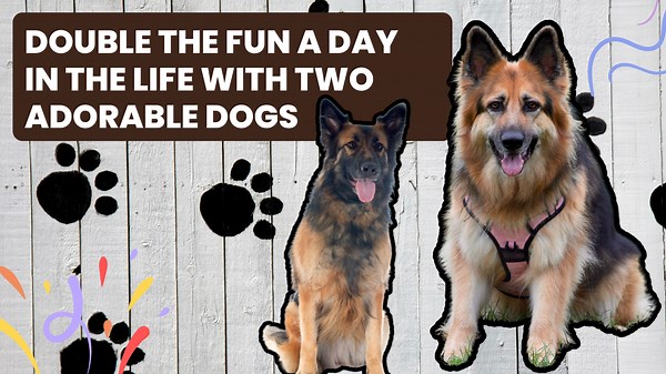 Double the Fun A Day in the Life with Two Adorable Dogs