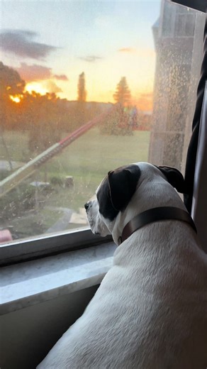 Eileen A Ahearn (@eileenaahearn)’s videos with original sound - grayfilms