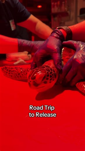 🌼 It's not quite warm enough for spring flowers to bloom in Charleston just yet... So instead, we took Daisy, Daffodil and Camellia on a road trip to somewhere they can truly bloom in the wild: Anastasia State Park in St. Augustine, Florida! We graciously thank the multiple state agencies and park rangers involved in the coordination of this out-of-state sea turtle release ❤️ #aquarium #southcarolinaaquarium #seaturtle #seaturtlerelease All sea turtle conservation work is authorized by the SC D