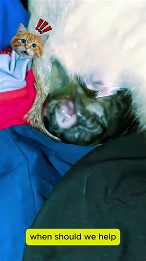 Your Cat is About to Give Birth? Don't Panic! Do This!