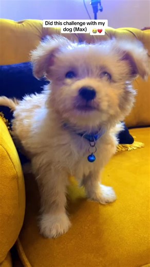 Max's Fun Challenge with His Girlfriend Dog