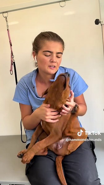 Chilli the Labrador's Fun Grooming Experience