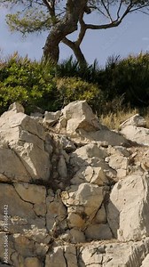 The conifer grows on a rocky hill on the Mediterranean coast of Spain. The roots cling to the rocks. Spring in Spain. Province of Castellon