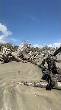 A beautiful day at Botany Bay in Edisto Island, South Carolina.