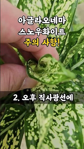 Growing Aglaonema Snow White! Precautions!!