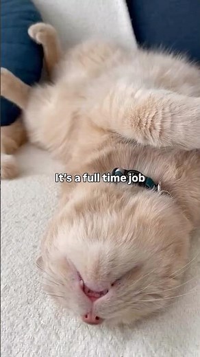 My benefits make up for the long hours. Unlimited head scratches and full-coverage pet insurance ✅😸