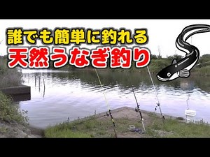 誰でも簡単にウナギは釣れます。餌も無料です。（ウナギの釣り方公開）