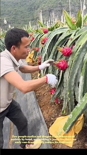 How Farmers Identify Perfectly Ripe Dragon Fruit Before Every Harvest