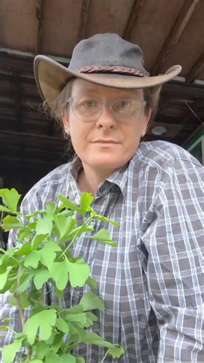 Everything made from plastic can be made from hemp. It’s biodegradable, renewable, and non-toxic. From packaging to car parts, hemp offers a sustainable alternative that reduces pollution and protects our planet. (Featuring Ginkgo biloba, on its way to being potted up) #australia #politics #environment #plasticfree #productivity #auspol #hemp #qldpol | Melody Lindsay LCP