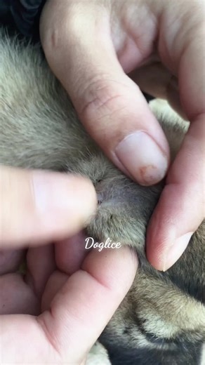 Effective Dog Lice Treatment Solutions