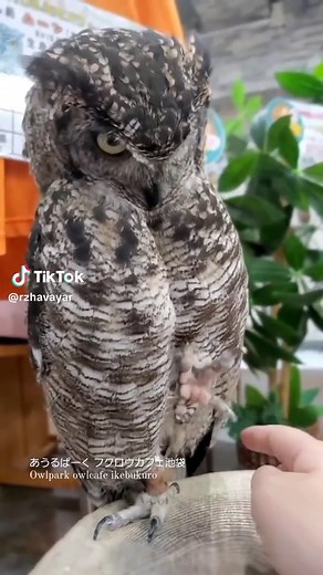 Exploring the Unique Features of Barn Owls