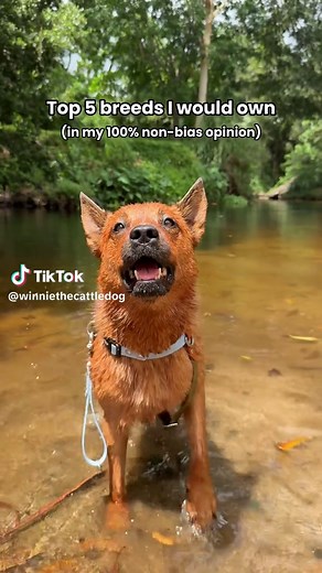 Understanding Australian Cattle Dogs: A Comprehensive Guide