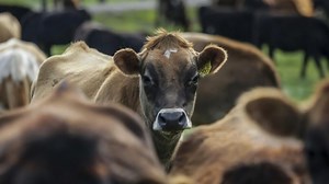 Third person tested positive for bird flu in US: CDC