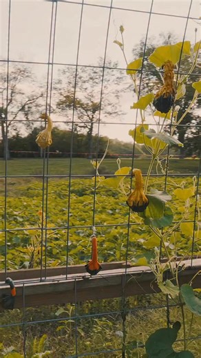 🎉 Here’s What to Expect THIS Weekend at the Nashville Fall Festival! 🍁 Looking for that perfect fall weekend? This is it. We’ve packed this weekend with cozy vibes, family fun, and unforgettable experiences — all in one place. Here’s your full rundown 👇 🎃 Pumpkin Patch Pick the perfect pumpkin — big, small, weird, warty… we’ve got them all! Everyone takes home a FREE pumpkin. 🌽 Corn Maze Get lost (on purpose). Laugh. Repeat. 🌻 Sunflower Field Stroll through golden blooms and grab those gol