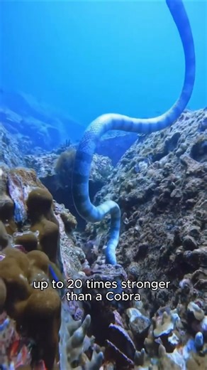 You Won’t Feel This Snake’s Bite… Until It’s Too Late 🐍 #shorts #viral