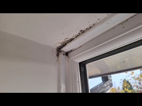 Stop damp and mould around windows
