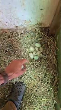 One EGG In, One EGG Out #WhittAcres #enjoynaturetoday #homesteadinglife