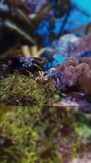 Real Seahorse Sounds | High Quality | Interesting Seahorse Sound Experience! | 4K #shorts