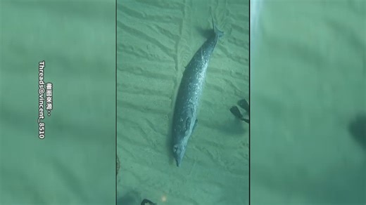 小琉球潛水客11米深海域 遇罕見
