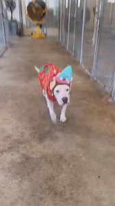 690K views · 7K reactions | ADOPT COOPER !!! Ft. Lauderdale No Kill...