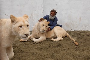 Rich People in Pakistan Keep Pet Lions and Exotic Animals to Flex Their Fortunes