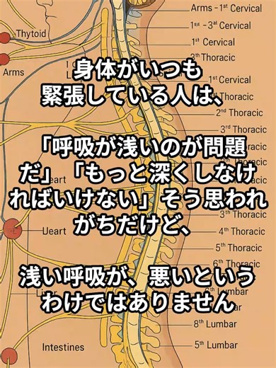 身体がいつも 緊張している人は、 「呼吸が浅いのが問題だ」「もっと深くしなければいけない」 そう思われがちだけど、、、、 #ヨガ #ヨガインストラクター #アーユルヴェーダ #自然治癒力 #免疫力 #骨格 #背骨 #呼吸