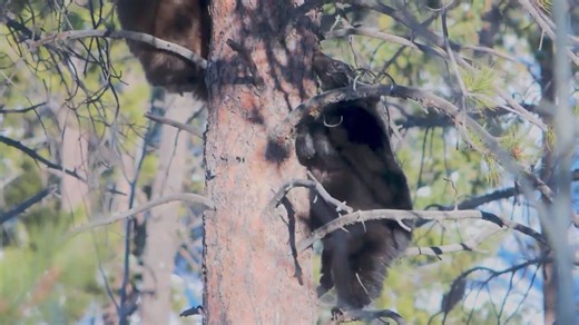 5 bear cubs released after rehabilitation