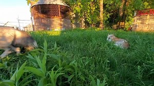 105K views · 10K reactions | Skeeter let's me pet her now! | Saveafox Corporation | Facebook