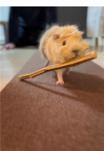 今日もいい木を手に入れたぞ！ 小屋まで運ぼう！ #モルモット#かじり木運び#ギニアピッグ#ビーバーみたいなモルモット#beaver