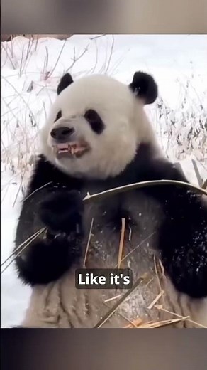 Cute Panda With Human Behavior 🐼 #wholesome #animals #facts #panda #animalfacts #animalknowledge