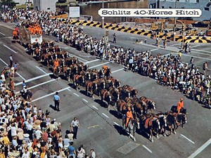 Enjoy this video of the Schlitz Brewing Company's 40-horse hitch