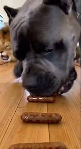 Dog vs Human Sausage Race 😳🌭#dogvshuman #foodchallenge