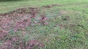 They don’t just dig around. Wild hog rooting destroys your land and your farm equipment. Understanding where and when these hogs are doing the most damage is key to stopping the problem at its source. Keep your land intact, and stay one step ahead of these destructive invaders. #HogEyeCameras #SaveYourFarm #FeralHogDamage #StopTheHogs #WildHogs #Farmland #Farmowner | HogEye Trap Cameras