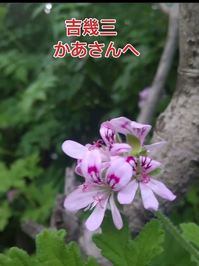 吉幾三/かあさんへ/#short/